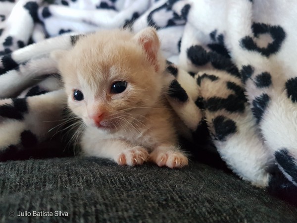 A small, light-colored kitten rests on a dark surface, partially covered by a black and white patterned blanket.