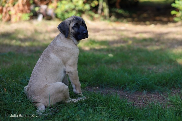 A light-colored puppy with a dark face sits calmly on green grass in a sunlit outdoor setting.