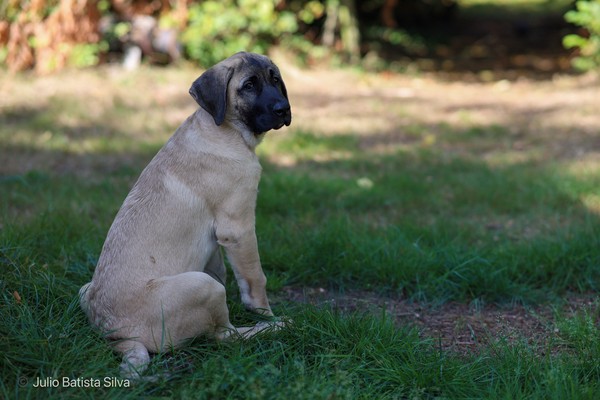 A light-colored puppy with a dark face sits calmly on green grass in a sunlit outdoor setting.
