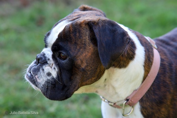 A close-up profile of a brindle and white Boxer dog with a pink collar, set against a blurred green grassy background.