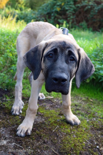 A young, light-colored puppy with a dark face stands on a grassy path, looking directly at the camera.