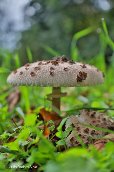 A close-up of a large mushroom with a speckled cap growing in vibrant green grass.