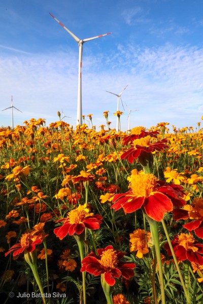 A vibrant field of red and yellow marigolds stretches towards a clear blue sky, with several wind turbines standing tall in the background.
