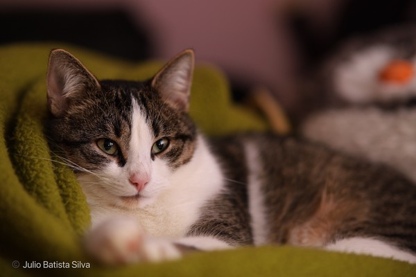A tabby and white cat lies on a green blanket, gazing directly at the camera with a calm expression.