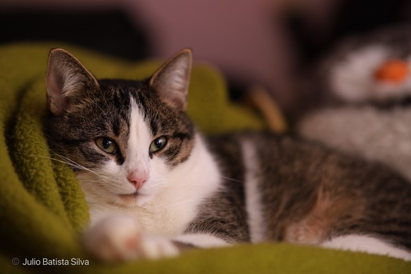 A domestic cat with a tabby and white coat lies on a green blanket, gazing directly at the camera.