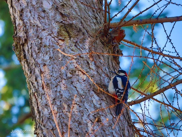 A woodpecker with black, white, and red plumage is perched on the side of a large tree trunk.