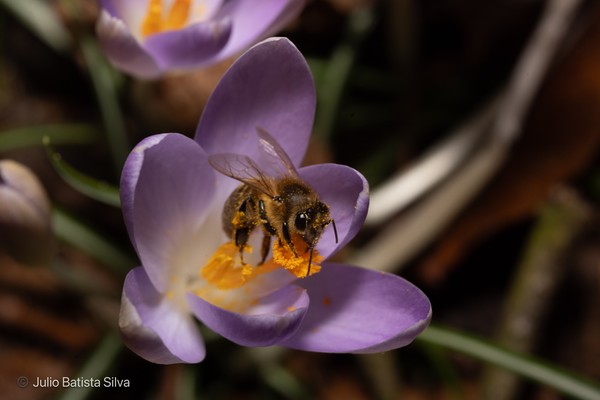 A close-up of a bee collecting pollen from a vibrant purple crocus flower.