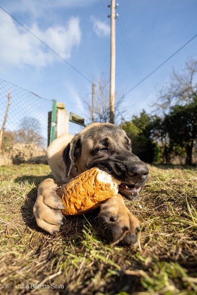 A young dog lies on a grassy field, enthusiastically chewing a piece of bread under a bright blue sky.