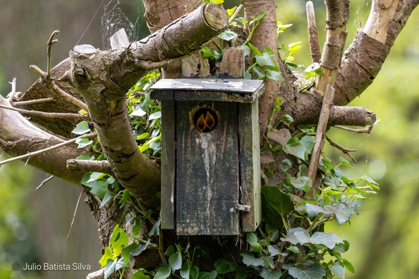 A weathered wooden birdhouse is nestled among tree branches and ivy, with a bird visible inside the circular entrance.