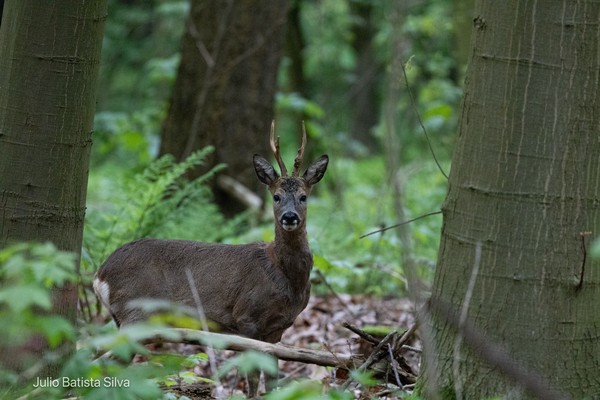 A roe deer stands alert in a dense forest, looking directly at the camera between two trees.