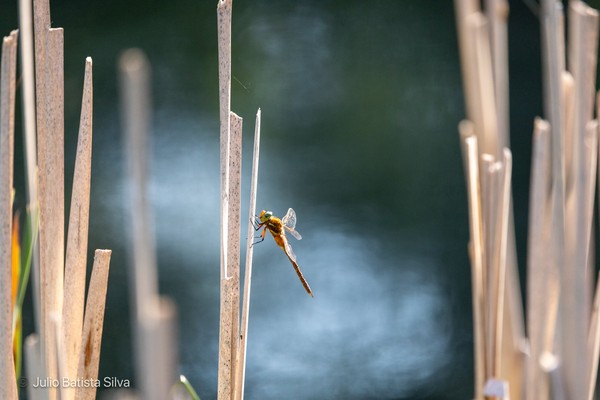A dragonfly rests on a reed stalk in a marshy environment, illuminated by soft, natural light.