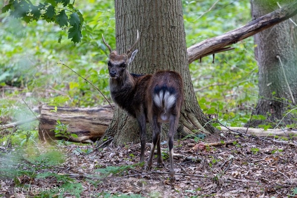 A deer stands in a forest, looking towards the camera with a tree behind it.