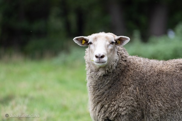 A close-up portrait of a sheep with curly wool and yellow ear tags, standing in a green pasture.