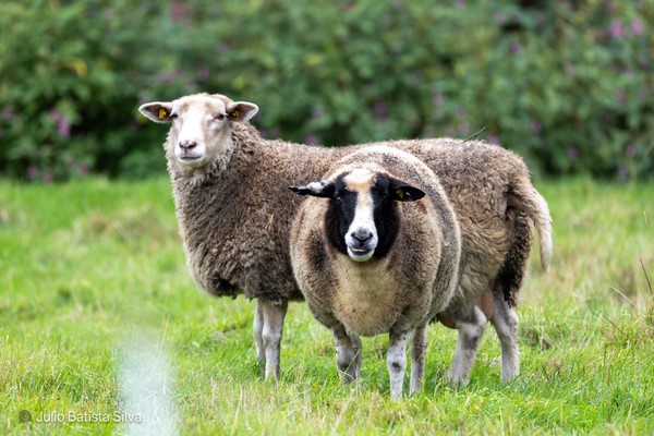Two sheep stand in a vibrant green field, one with a distinctive black face, gazing towards the camera.