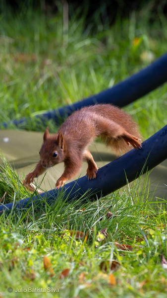 A red squirrel is captured in mid-action, running along a black garden hose in a grassy outdoor setting.