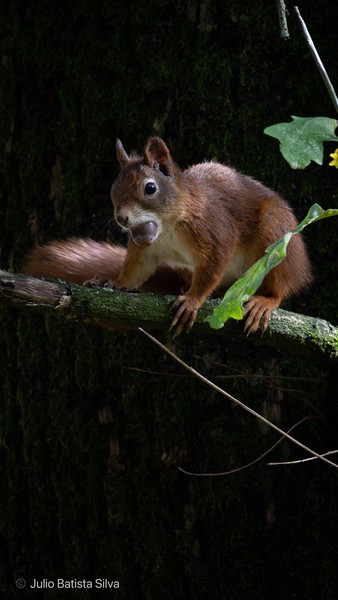 A red squirrel with a wide-open mouth perches on a mossy branch in a dark forest setting.