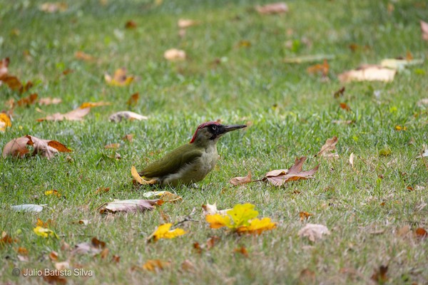 A green woodpecker stands on a grassy lawn scattered with fallen autumn leaves.