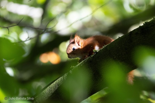 A red squirrel is perched on a tree branch in a sunlit forest, viewed through a natural frame of green leaves.