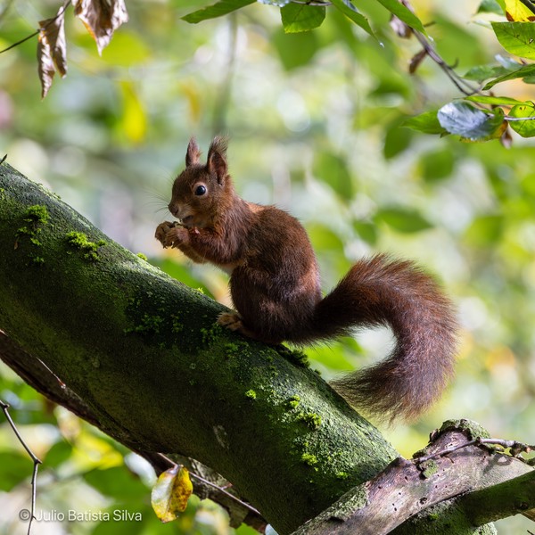 A red squirrel with a bushy tail is perched on a moss-covered tree branch, eating a nut.