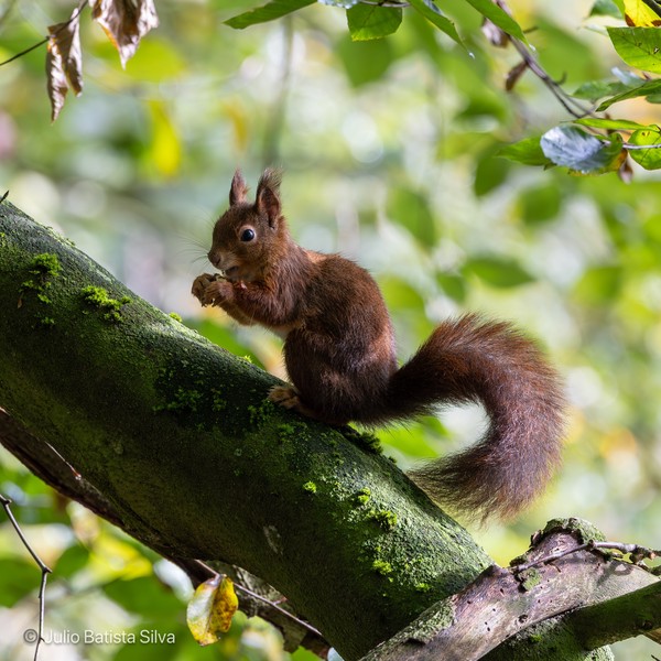 A red squirrel with a bushy tail is perched on a moss-covered tree branch, eating a nut.