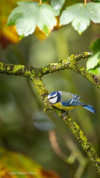 A vibrant blue tit bird is perched on a moss-covered tree branch, with soft green foliage in the background.