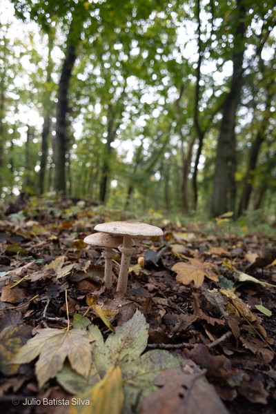 A low-angle shot captures two mushrooms growing amidst fallen autumn leaves in a sun-dappled forest.