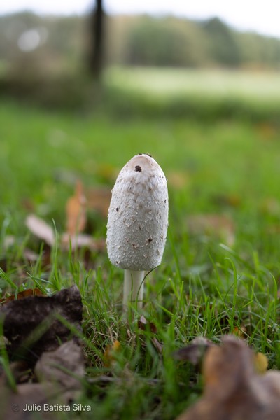 A single white mushroom stands in a grassy field, with a dark, out-of-focus background.