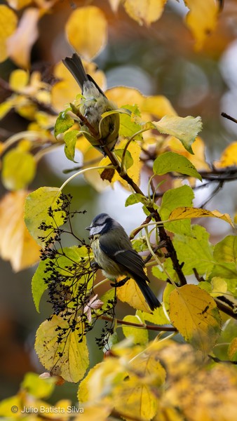A close-up of two small birds perched on a branch amidst vibrant yellow autumn leaves.