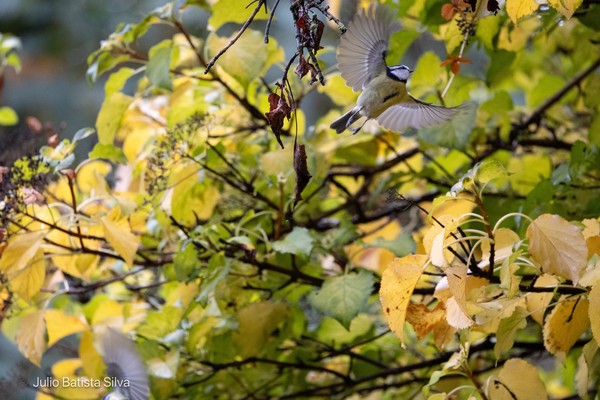 A blue tit bird is captured in mid-flight, its wings spread wide as it navigates through a canopy of yellow autumn leaves.
