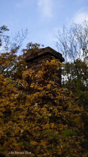 A low-angle shot captures a brick chimney surrounded by vibrant yellow autumn leaves against a pale blue sky.