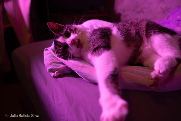 A gray and white cat lies on a pillow under a vibrant purple light, looking up with its tongue slightly out.