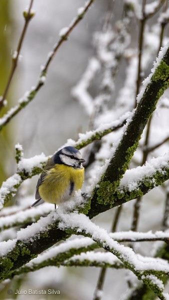 A small blue tit perches on a snow-covered tree branch, its vibrant yellow and blue feathers contrasting with the white snow.