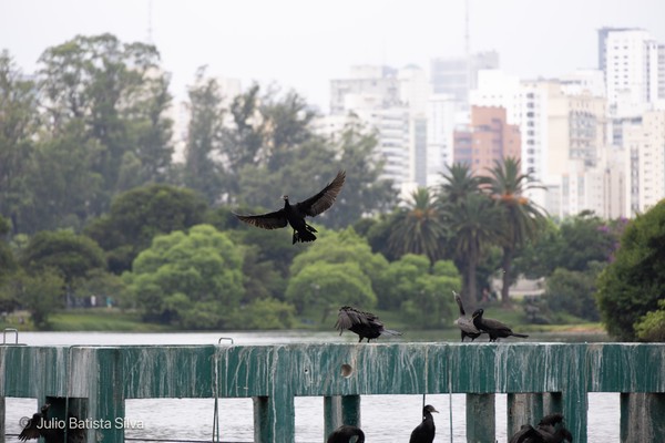 A group of dark birds, including one in flight, are on a green pier with a city skyline in the background.