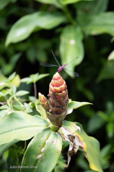 A vibrant purple dragonfly perches atop a reddish flower bud, surrounded by lush green foliage.