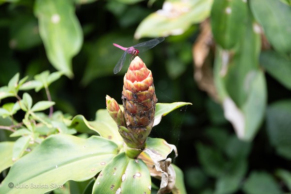 A vibrant pink dragonfly perches atop a cone-shaped flower amidst lush green foliage.
