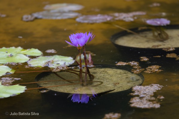 A vibrant purple water lily blooms on a pond, surrounded by green lily pads and reflecting in the dark water.