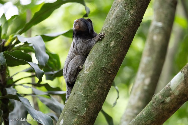 A small marmoset with grey and black fur is climbing a tree trunk in a lush green forest.