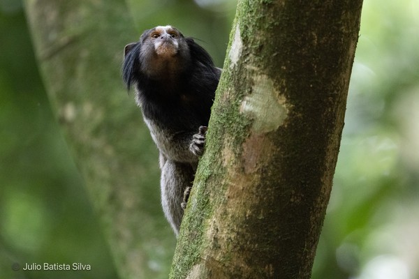 A black and white marmoset clings to a tree trunk in a lush green forest.