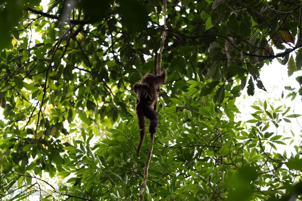 A monkey climbs a tree trunk in a dense forest canopy, viewed from below.