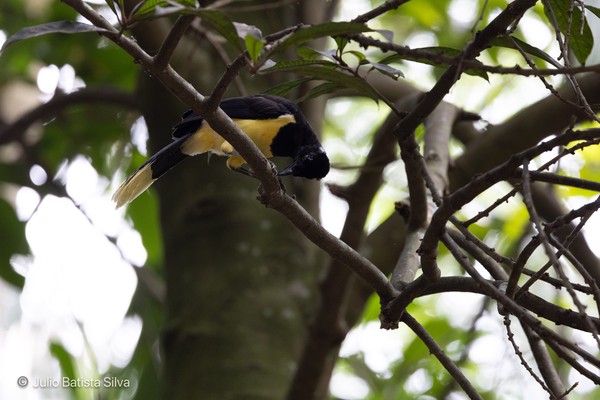 A bird with a black head and yellow underparts is perched on a branch in a dark, leafy forest setting.