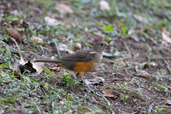 A bird with a brown back and orange belly stands on a grassy, leaf-strewn forest floor.