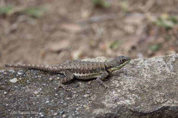 A lizard with a mottled grey and brown pattern rests on a large rock in a natural setting.