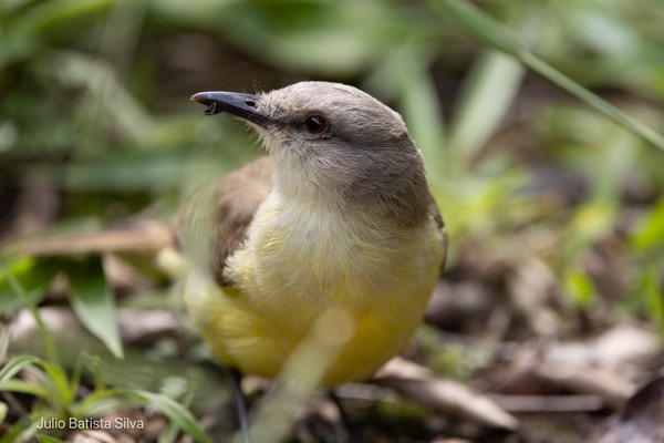 A close-up of a small bird with a yellow belly and grey head, perched in green grass.