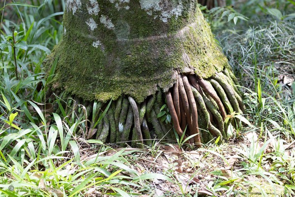 A close-up of a tree's base with exposed roots covered in green moss, surrounded by grass in a forest setting.