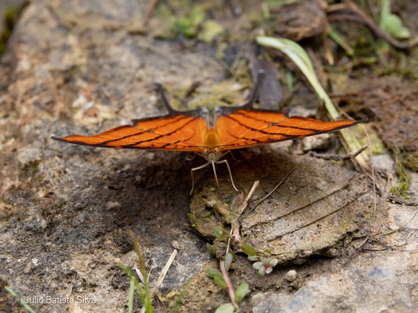 A vibrant orange butterfly with black markings rests on a weathered stone surface surrounded by green grass.