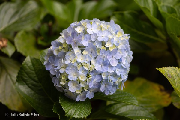 A close-up of a vibrant blue hydrangea flower surrounded by lush green leaves.