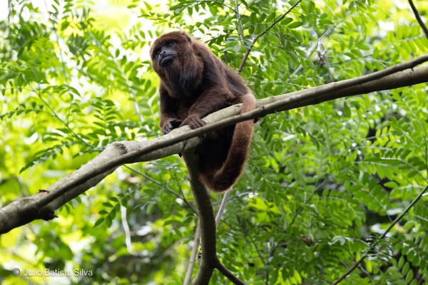 A brown howler monkey perches on a tree branch amidst dense green foliage in a forest.