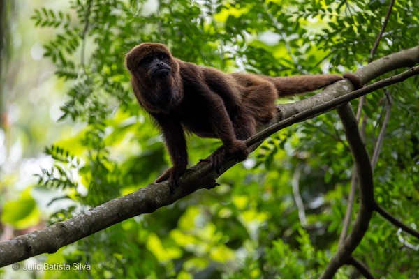 A brown howler monkey perches on a tree branch in a lush green forest.