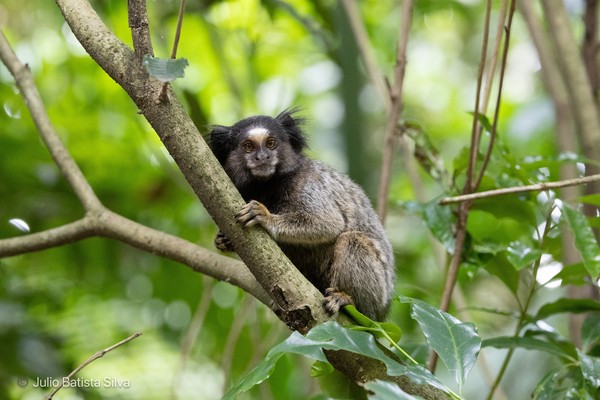 A marmoset with a white face patch sits on a tree branch, looking directly at the camera in a lush green forest.