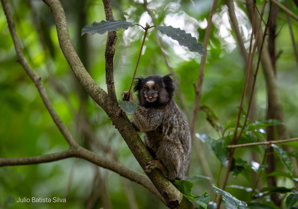 A small marmoset with dark fur and a white face perches on a tree branch in a lush green forest.